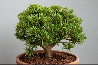 Pinus mugo 'Suzi'
